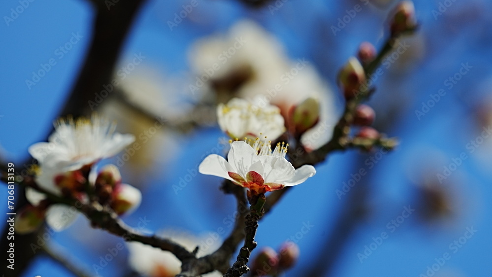 Plum blossom