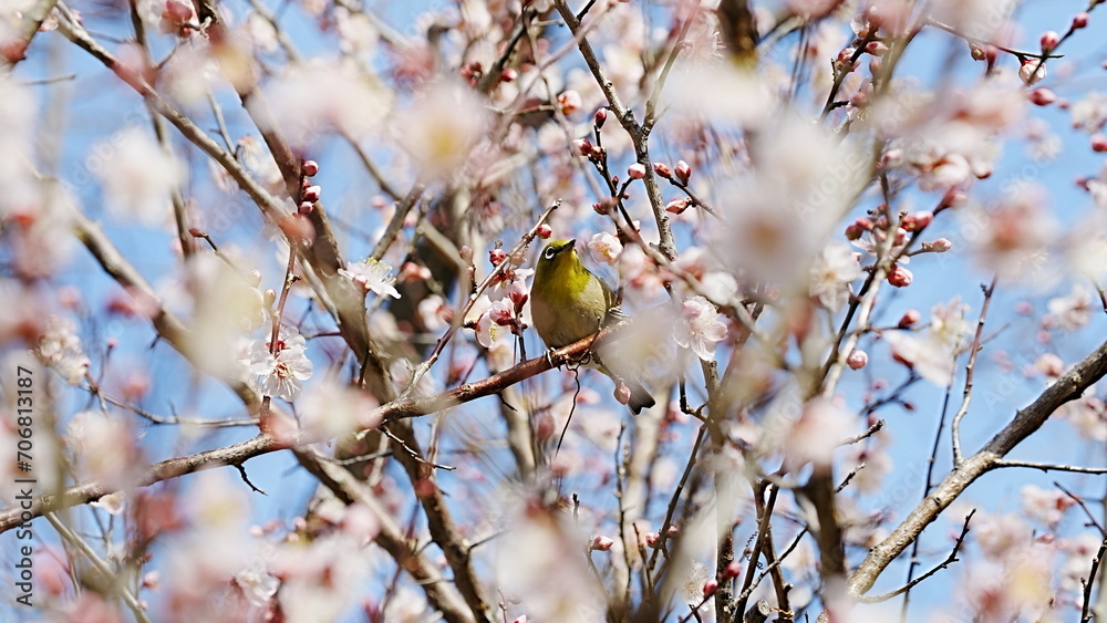 Japanese white-eye