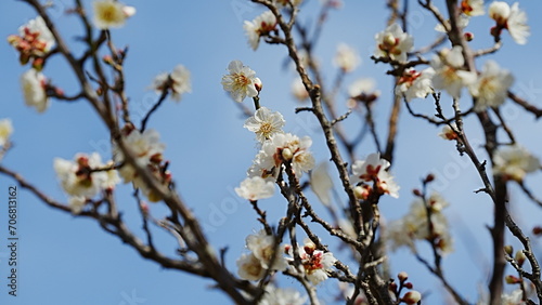 Plum blossom © Atsuya suzuki