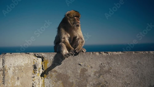 Gibraltar apes rest