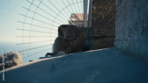 A gibraltar ape chills on the wall