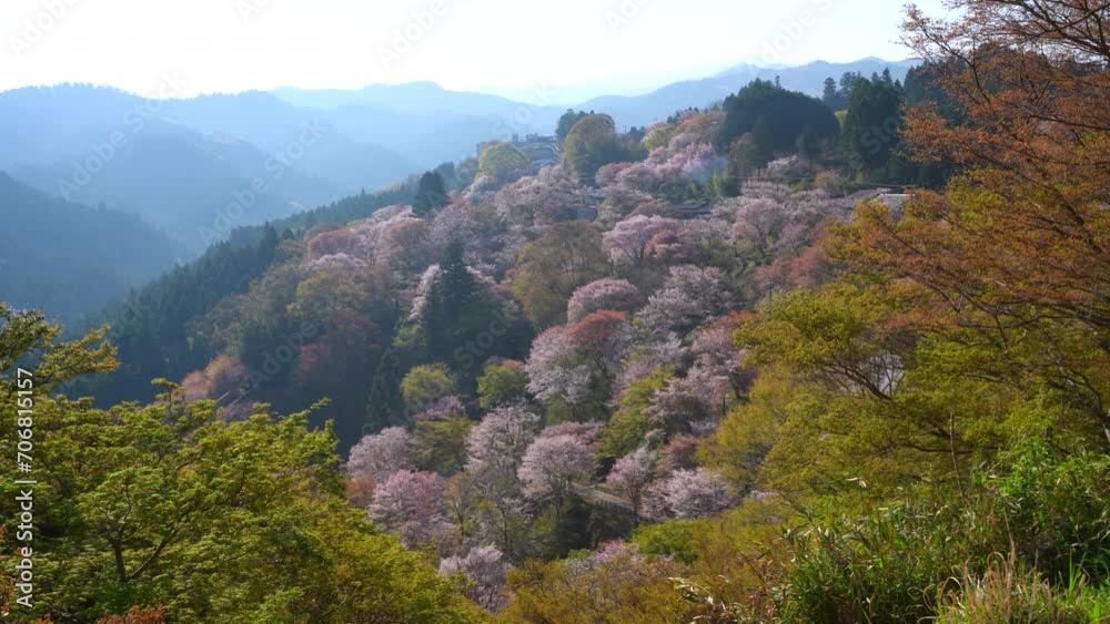 Cherry blossom on Mount Yoshino Shimosenbon area in the morning Cherry blossom on Mount Yoshino Shimosenbon area in the morning