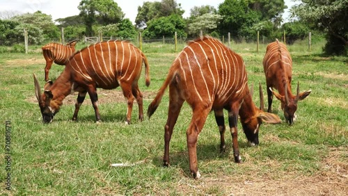 Distinc African mountain Bongo Antelope In A Conservancy photo