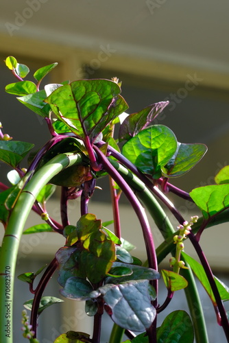 Binahong or piahong or piahong is a medicinal plant that grows in the lowlands and highlands and has many properties in curing various kinds of serious or minor illnesses. Anredera cordifolia photo