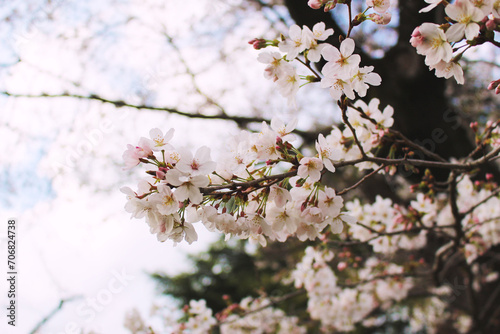 桜の花