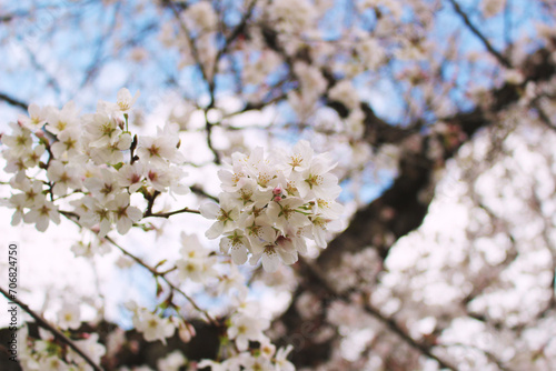 桜の花