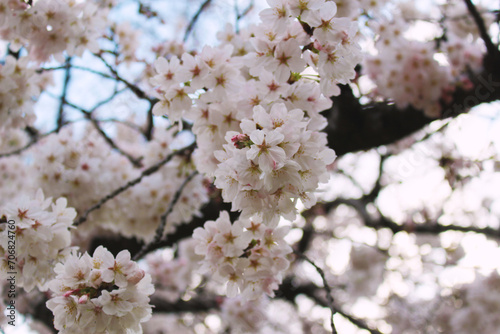 桜の花