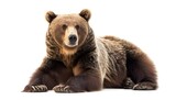 Sitting bear on a white background