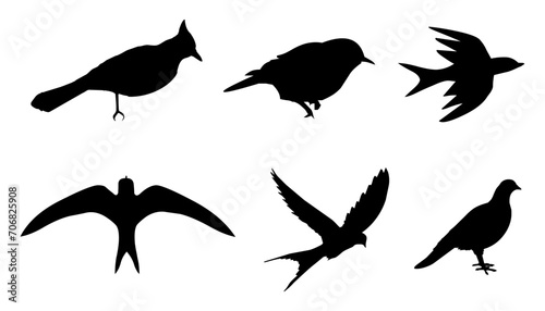 bird silhouette © afiatun