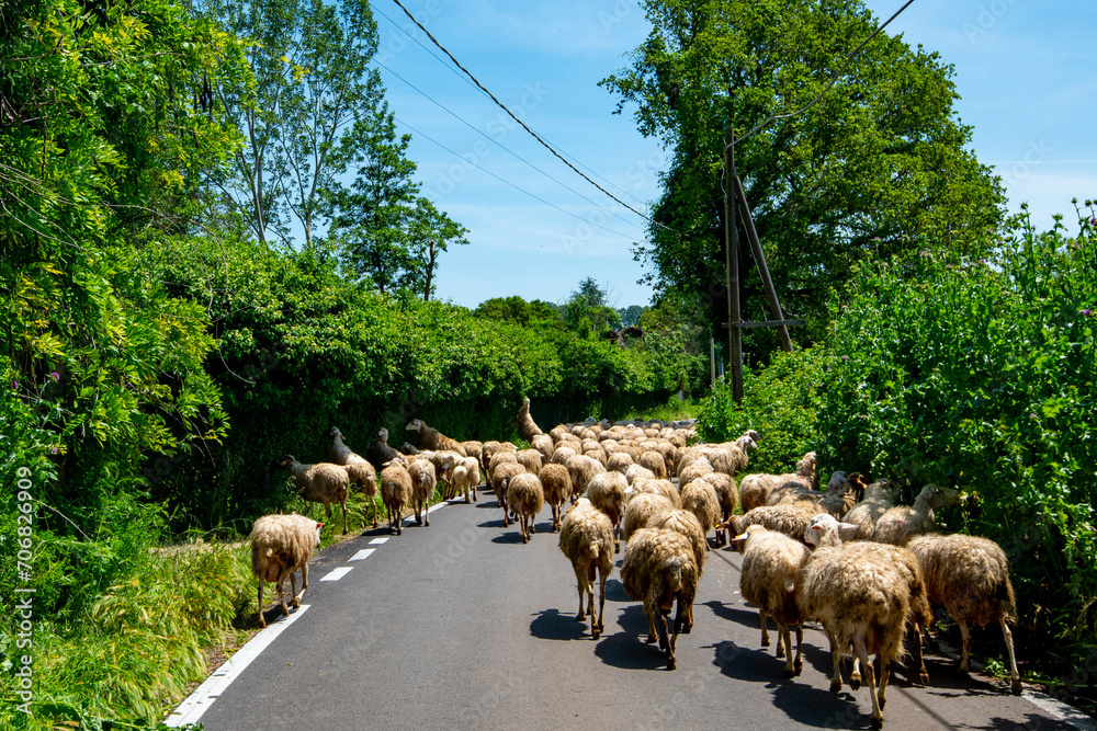 Obraz premium Sheep Flock on the Road