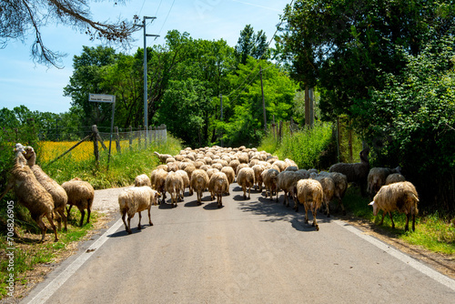 Sheep Flock on the Road