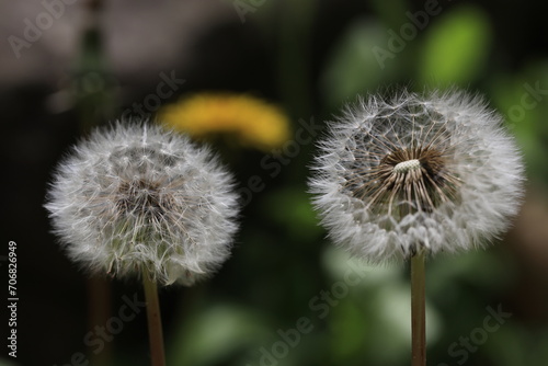 dandelion head