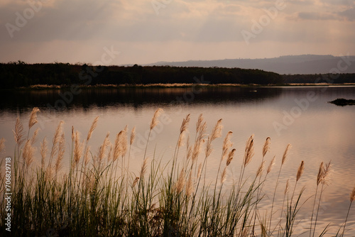 Beautiful lake background with sunset  landscape with grass.