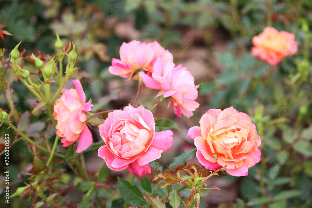 ピンクのバラの花 ピンクのバラの花