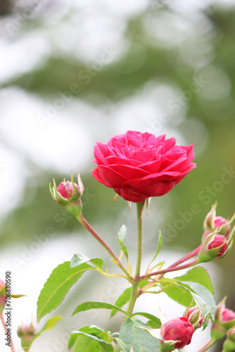 1輪の赤いバラの花