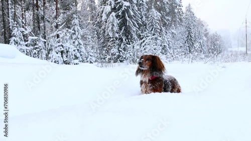 Red longhaired dachshund running through winter forest under the snow, small dog in beautiful snowy landscape, fluffy pet outdoor photo