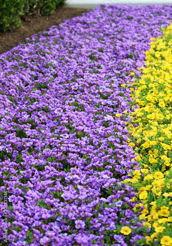 紫と黄色の花壇