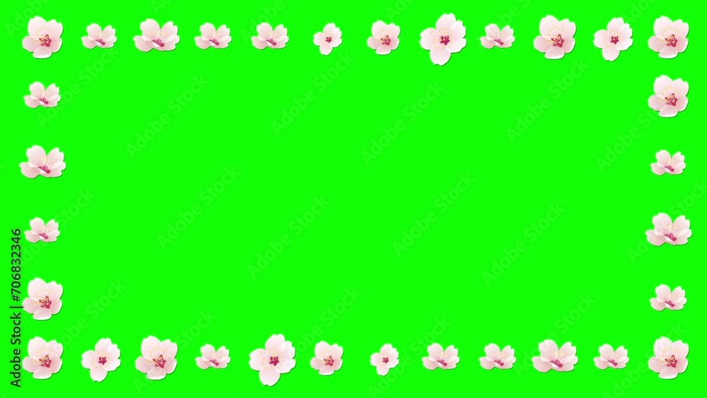 Cherry flowers decorative frame on green screen background Cherry flowers decorative frame on green screen background