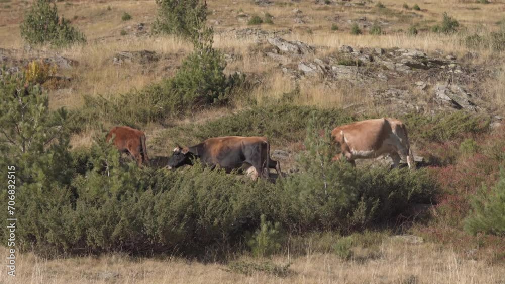 Herd Of Domestic Cow Grassing On Dry High Grass and Heather Herd Of Domestic Cow Grassing On Dry High Grass and Heather