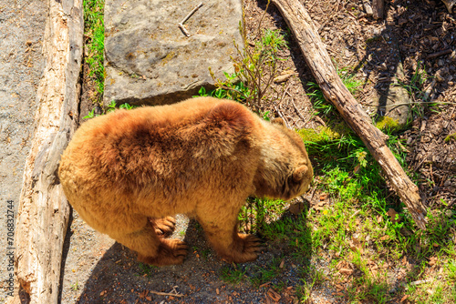 Bear in Bear Pit in Bern, Switzerland. Bear is a symbol of Bern city photo