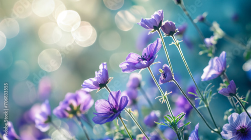 Beautiful Anemone Flowers Abstract Background