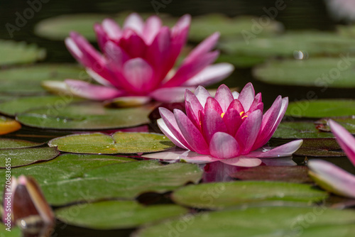 Pink lotus water lily flower in pond, waterlily with green leaves blooming