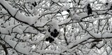 함박눈이 내리는 겨울, 흰눈과 검은 열매와 나뭇가지 - Snow, nature, and winter scenery