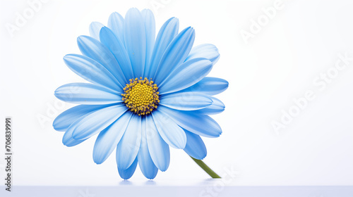 photograph blue daisy flower on white background