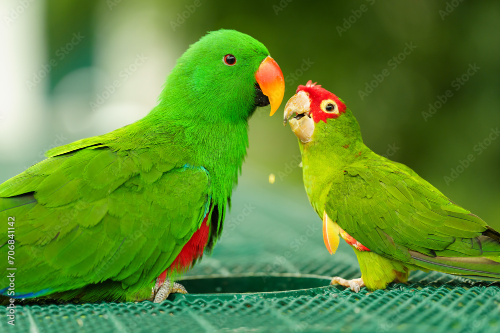 green macaw (Ara ambiguus) and eclectus parrot green macaw (Ara ambiguus) and eclectus parrot