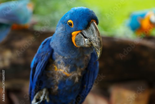 blue hyacinth macaw parrot (anodorhynchus hyacinthinus) © geargodz