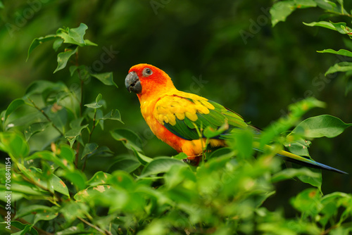 sun conure parrot bird (Aratinga solstitialis) on wood tree branch