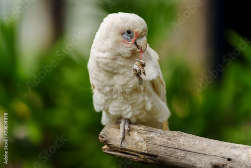 Tanimbar Corella (Cacatua goffiniana) also known as the Goffin's cockatoo on wood tree branch photo