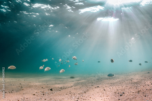 fish diplodus sargus sarg fish mediterranean sea portrait scenery underwater seascape photo