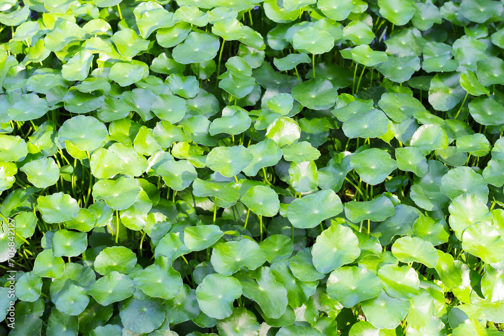Gotu kola, Asiatic pennywort, Indian pennywort. Water plant in the pond Gotu kola, Asiatic pennywort, Indian pennywort. Water plant in the pond