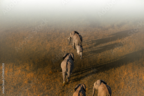 elephants from above in Africa.  photo