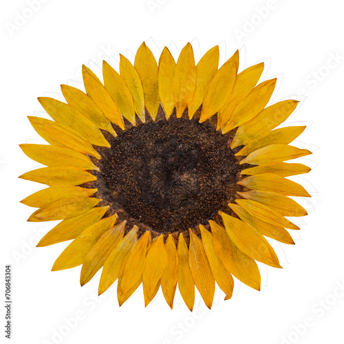 Pressed sunflower isolated on white background