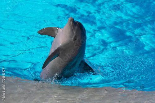 Dolphin performance in an aquarium