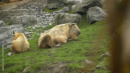 Two golden Takin relaxing in the grass rocky mountain habitat in animal park. photo