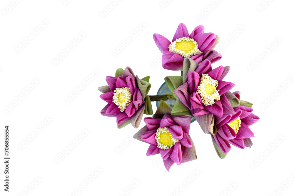 pink lotus pink lotus