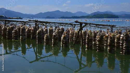 가리비에 달라 붙인 굴 양식장의 굴들이 바닷물이 올라오며 서서히 잠기는 미속 촬영 영상 