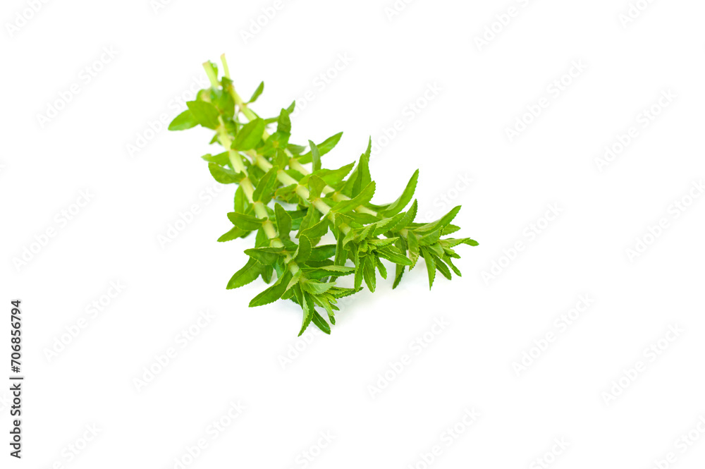 Limnophila aromatica isolated on white background.Limnophila geoffrayi,medicinal plants Limnophila aromatica isolated on white background.Limnophila geoffrayi,medicinal plants