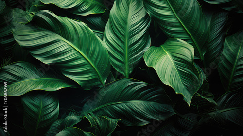 closeup nature view of Abstract green leaf texture, nature background, tropical leaf , Nature leaves, green tropical forest,