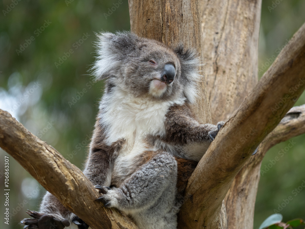 Koala sitting and resting in a tree