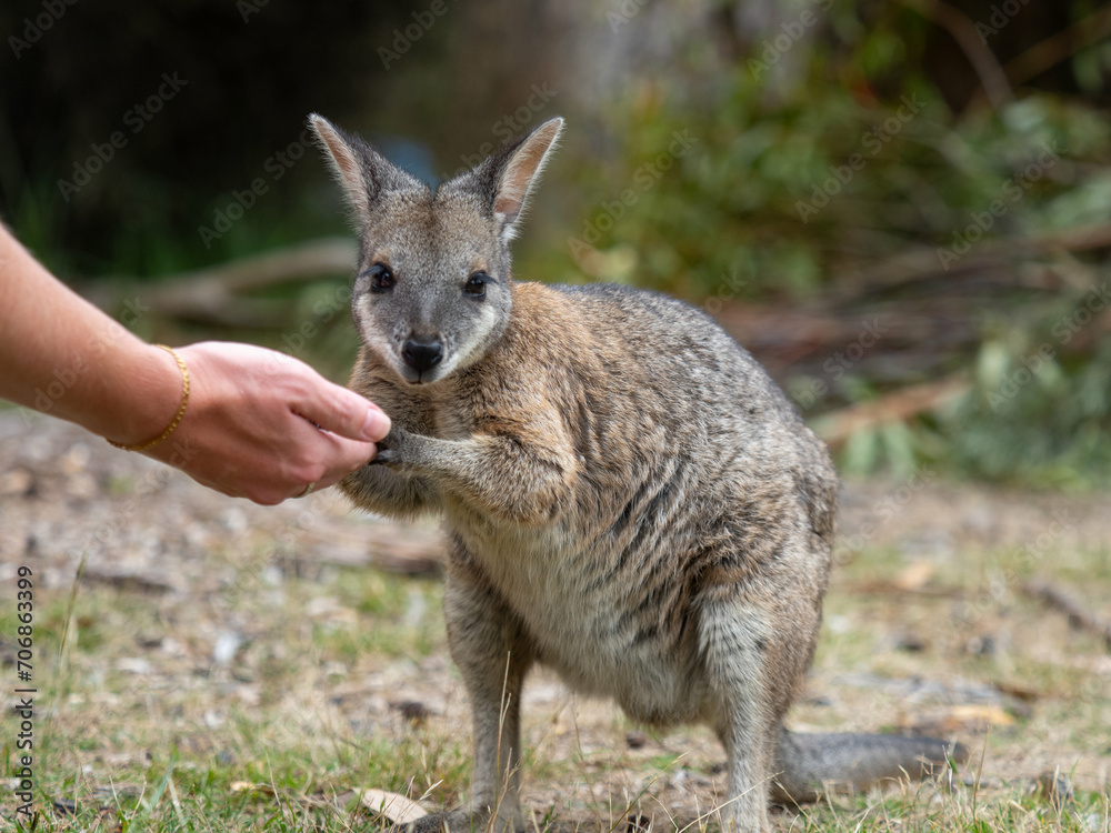 Rock Wallaby