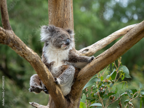 Fototapeta Naklejka Na Ścianę i Meble -  Koala sitting and resting in a tree