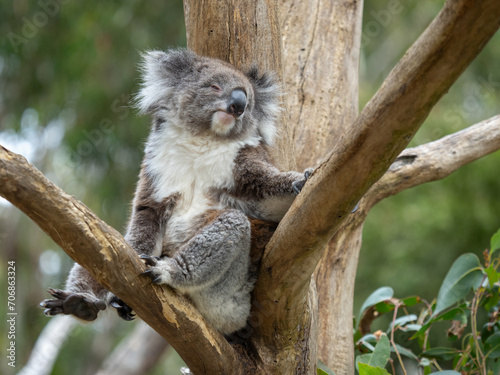 Photography Koala sitting and resting in a tree