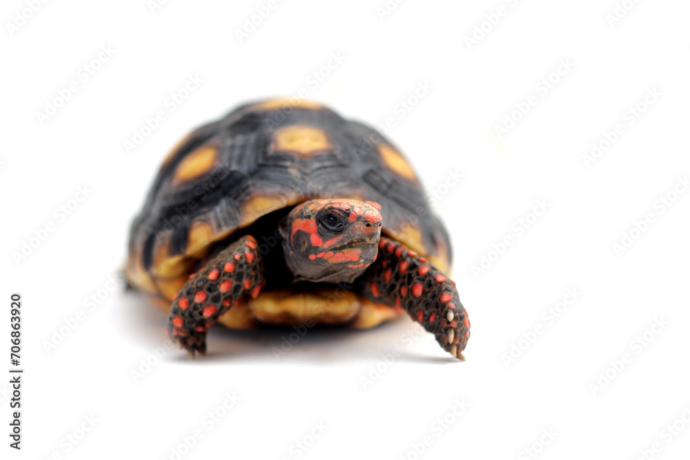 Fototapeta premium Cute small baby Red-foot Tortoise in front of white background, The red-footed tortoise isolated white background studio lighting , The red-footed tortoise (Chelonoidis carbonarius) is a species of to