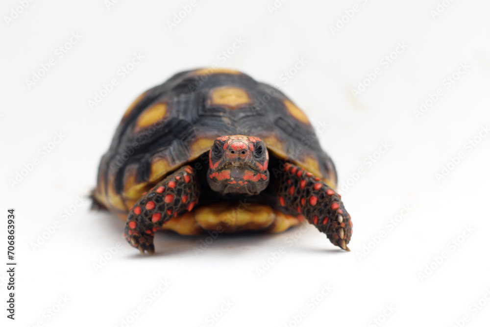 Obraz premium Cute small baby Red-foot Tortoise in front of white background, The red-footed tortoise isolated white background studio lighting , The red-footed tortoise (Chelonoidis carbonarius) is a species of to