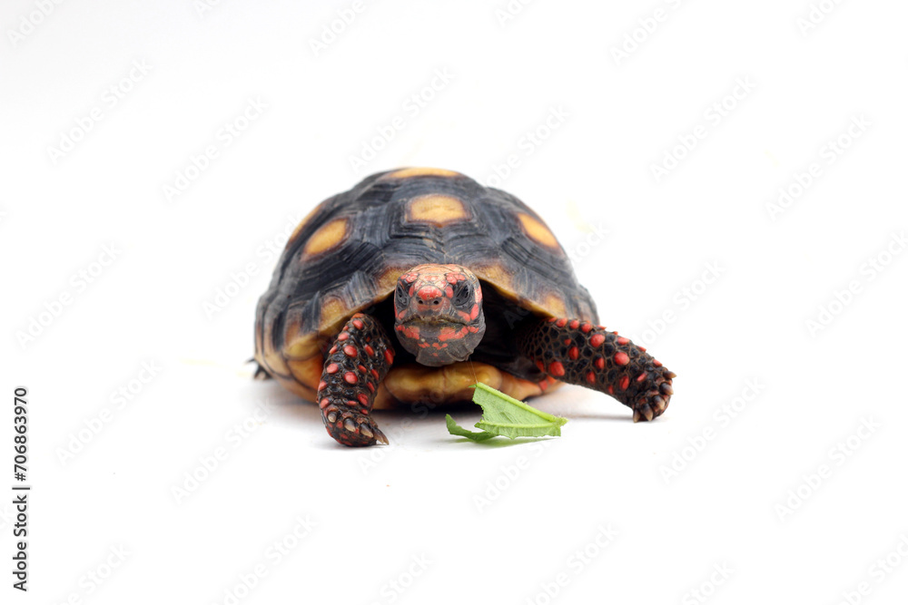 Fototapeta premium Cute small baby Red-foot Tortoise in front of white background, The red-footed tortoise isolated white background studio lighting , The red-footed tortoise (Chelonoidis carbonarius) is a species of to