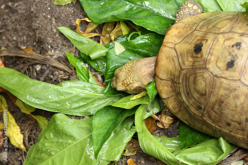 Elongated tortoise in the nature, Indotestudo elongata ,Tortoise sunbathe on ground with his protective shell ,Tortoise from Southeast Asia and parts of South Asia ,High yellow Tortoise photo